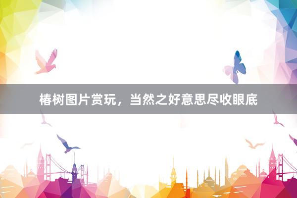 椿树图片赏玩,当然之好意思尽收眼底