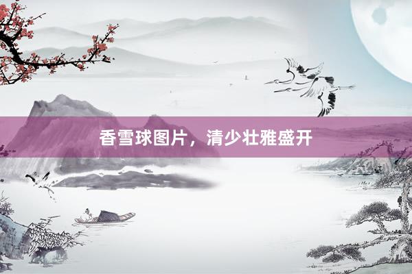 香雪球图片,清少壮雅盛开